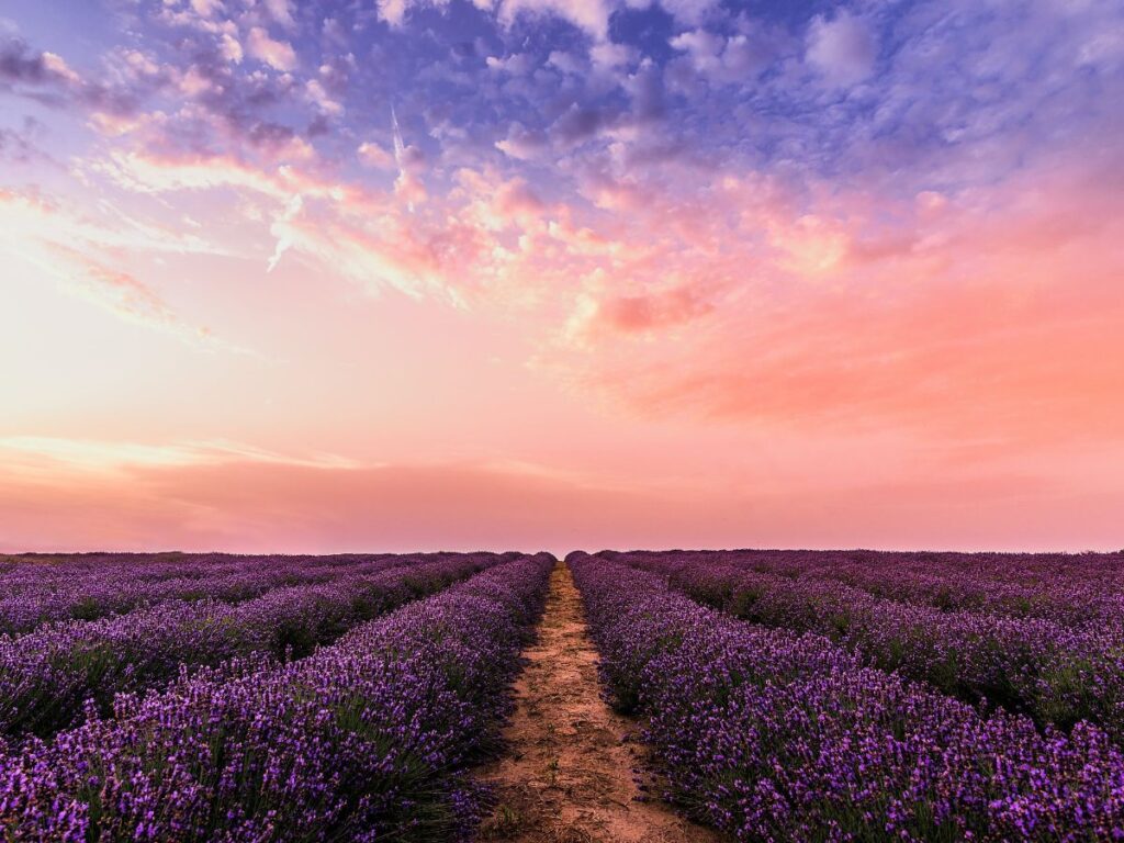 lavender field