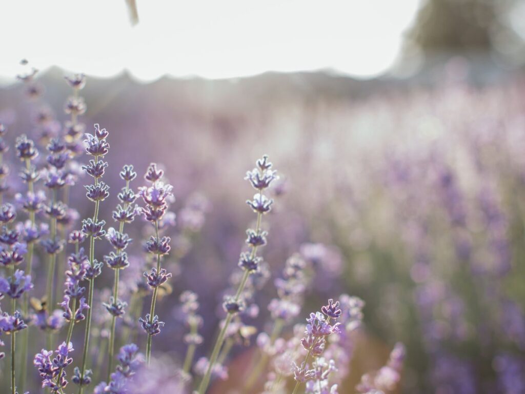 light violet lavenders