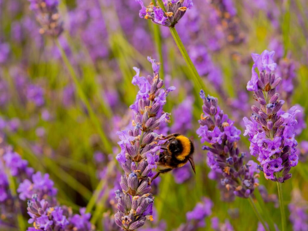 honey bee on lavender