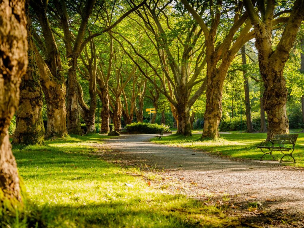 park in toronto