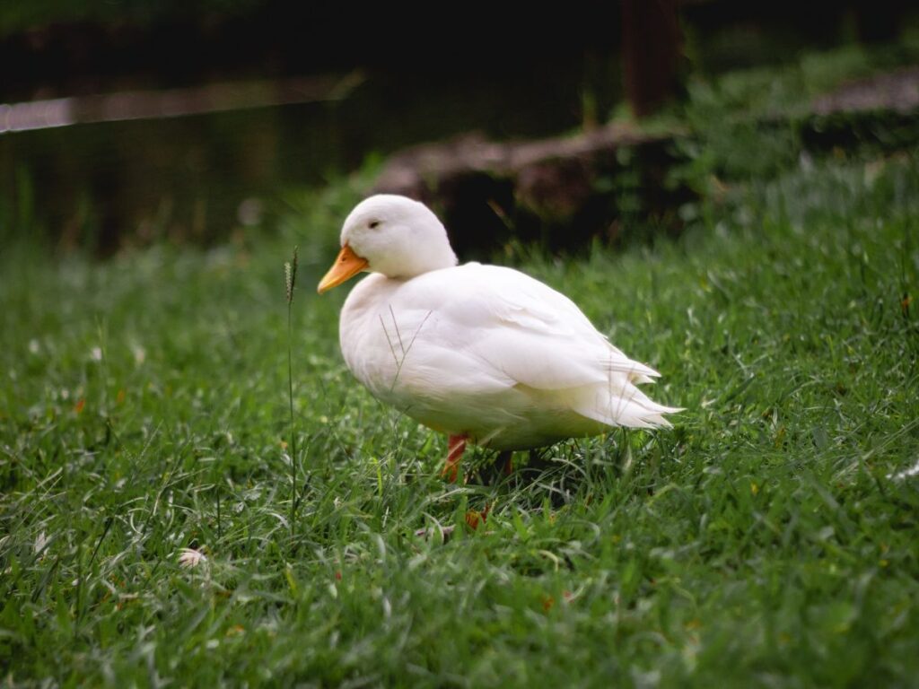 duck