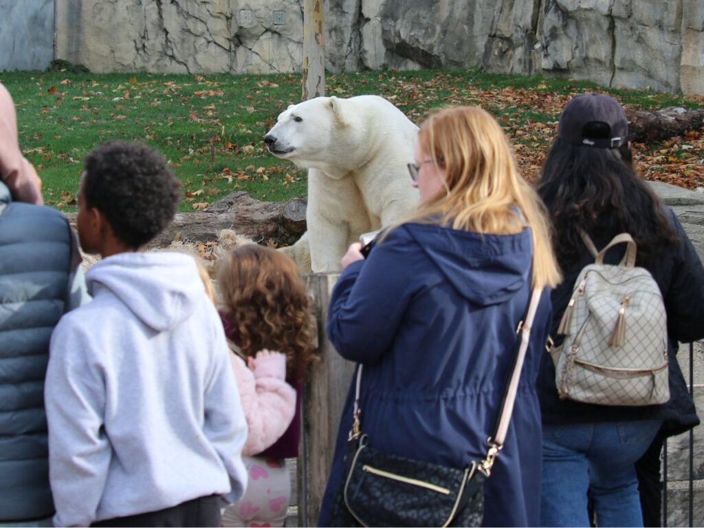 polar beer wathcing