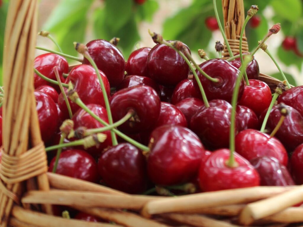 cherries in a basket