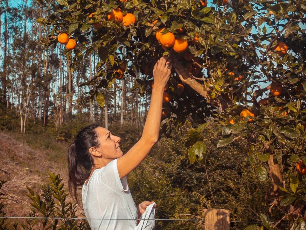 picking oranges from trees