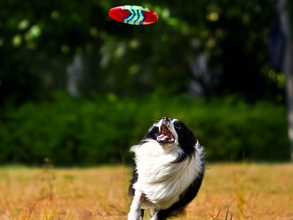 dog playing frisbee