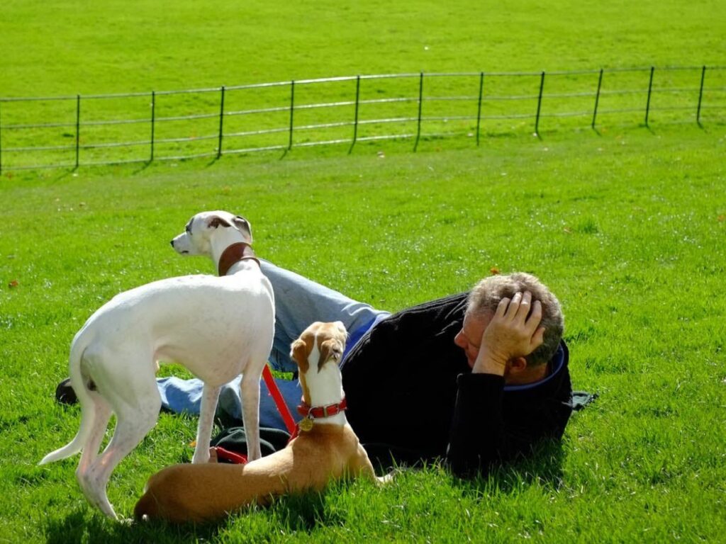 man with dogs in a park