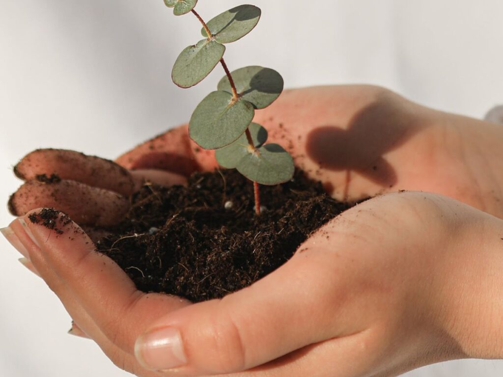 growing plant with soil in hand