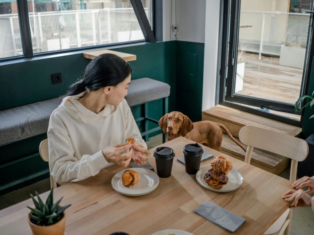 dog in a dog friendly cafe with its owner