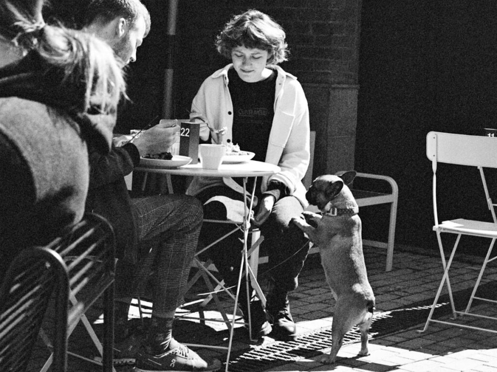 dog in an outdoor cafe with its owner