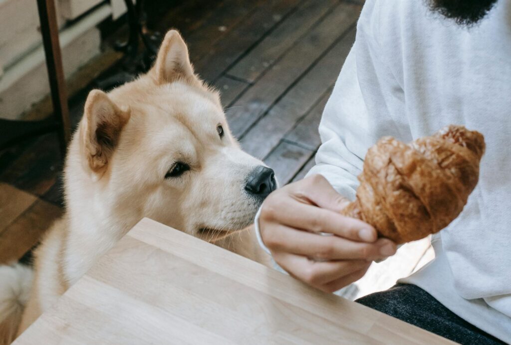 dog with his owner in a dog cafe