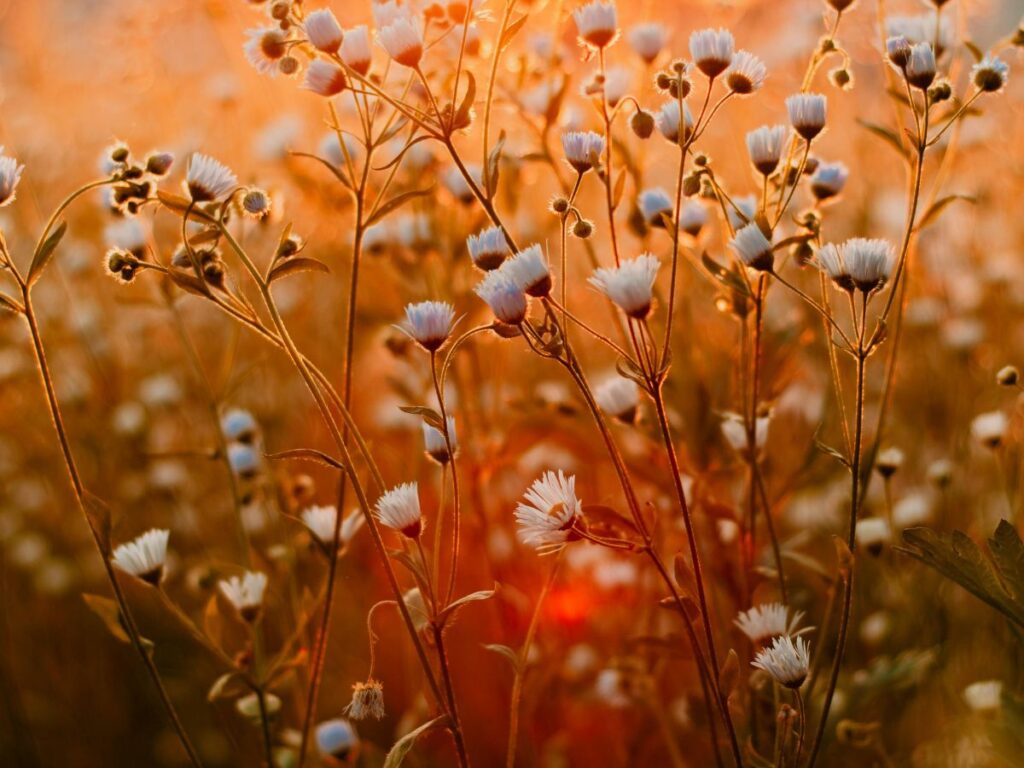 flower field