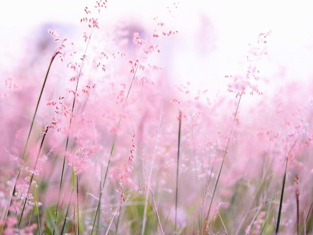 lilac flower fields