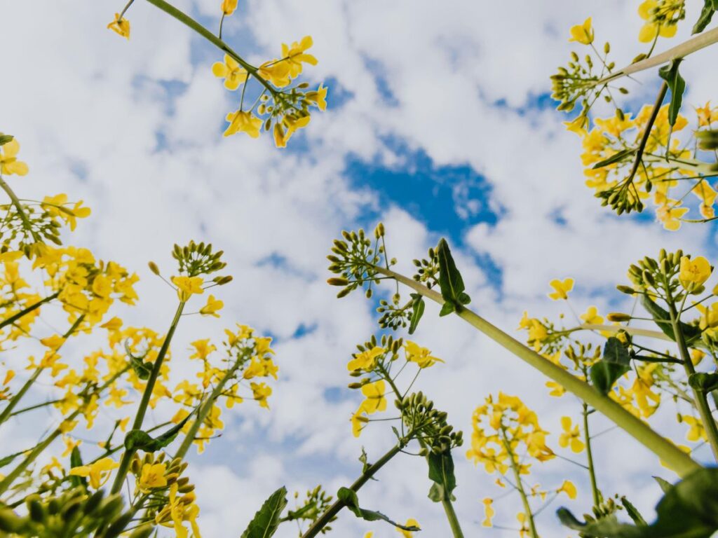 yellow flower fields