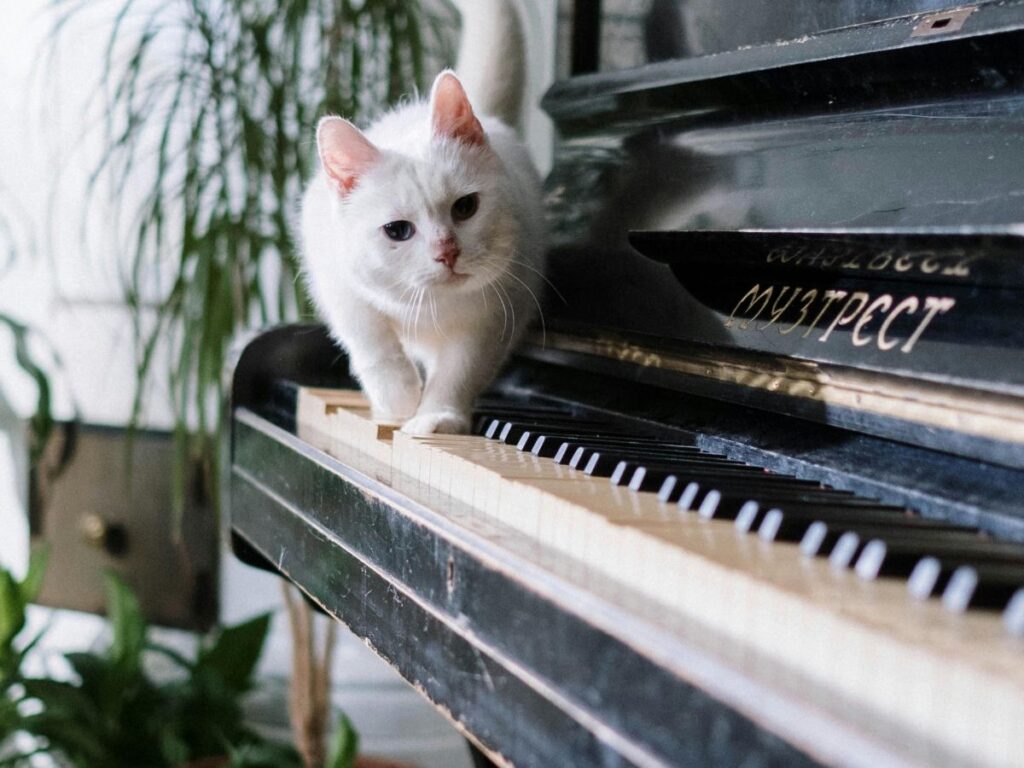 cat walking on piano