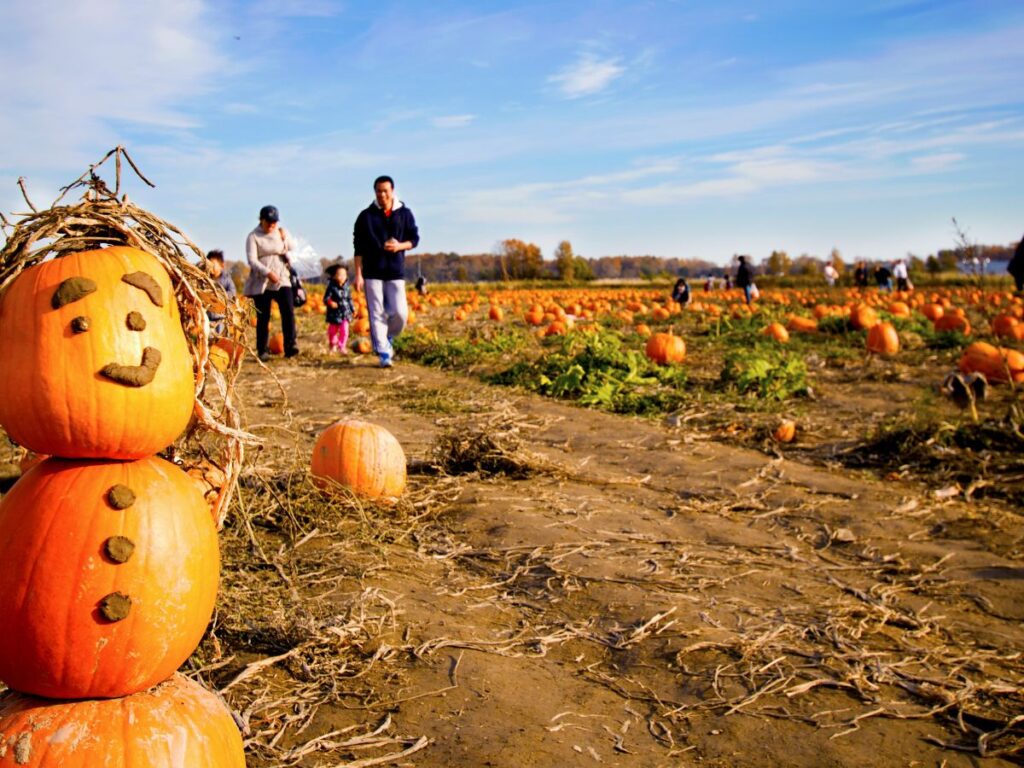 visitors in a pumpkin farm