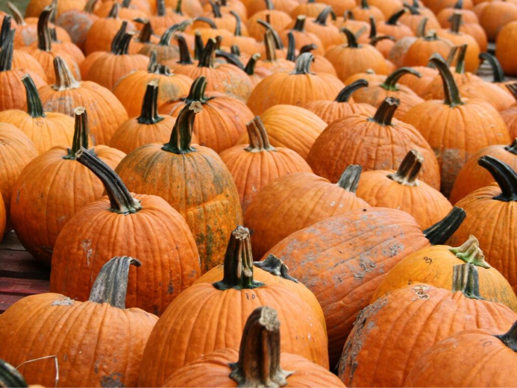 lots of pumpkin