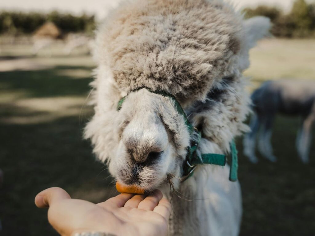 touching an alpaca