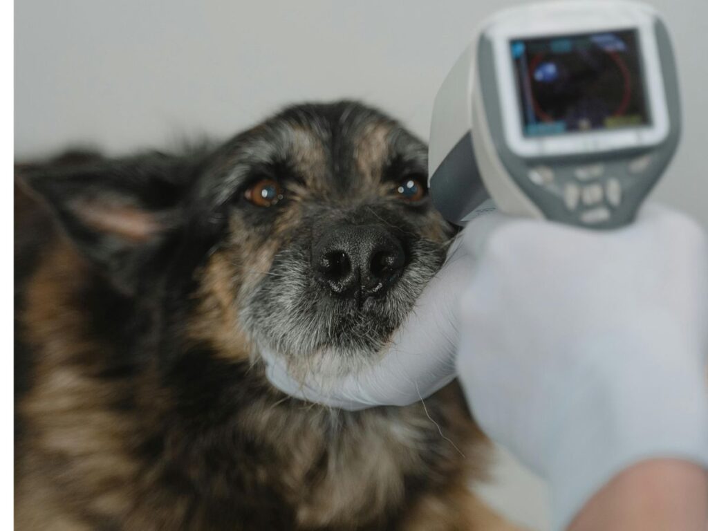 checking dog's vitals
