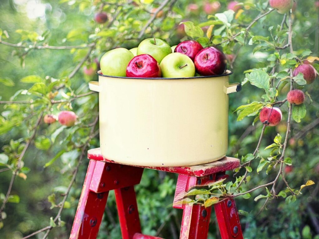 apples in a box