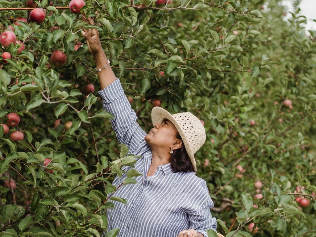 woman picking apples