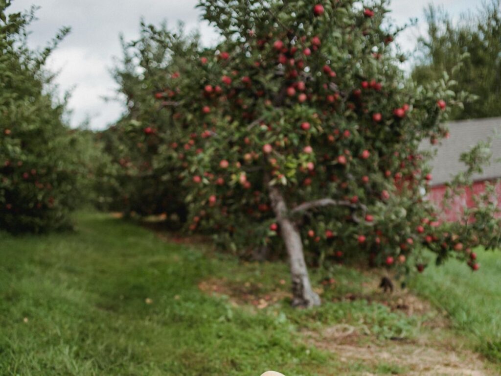 apple tree