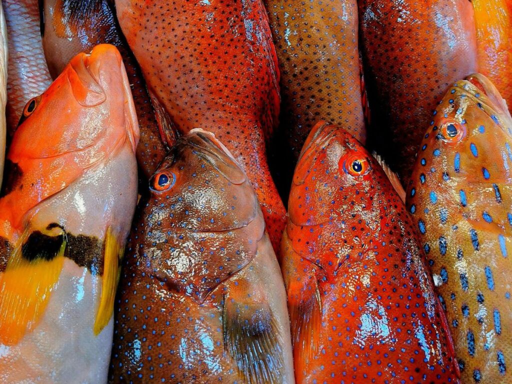 orange fish in a shop