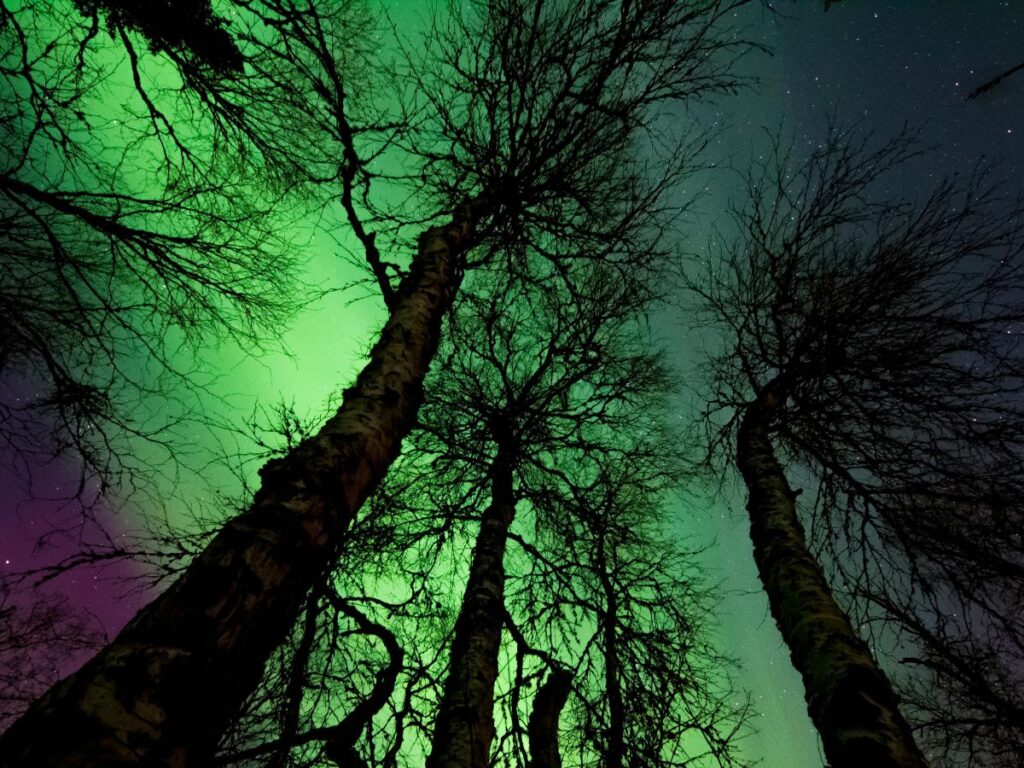 Northern Lights in trees