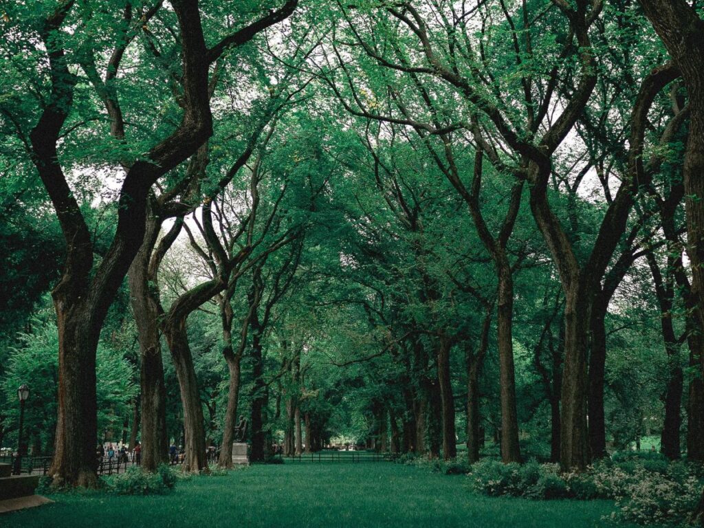 lush green park