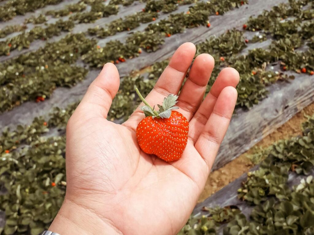 holding strawberry