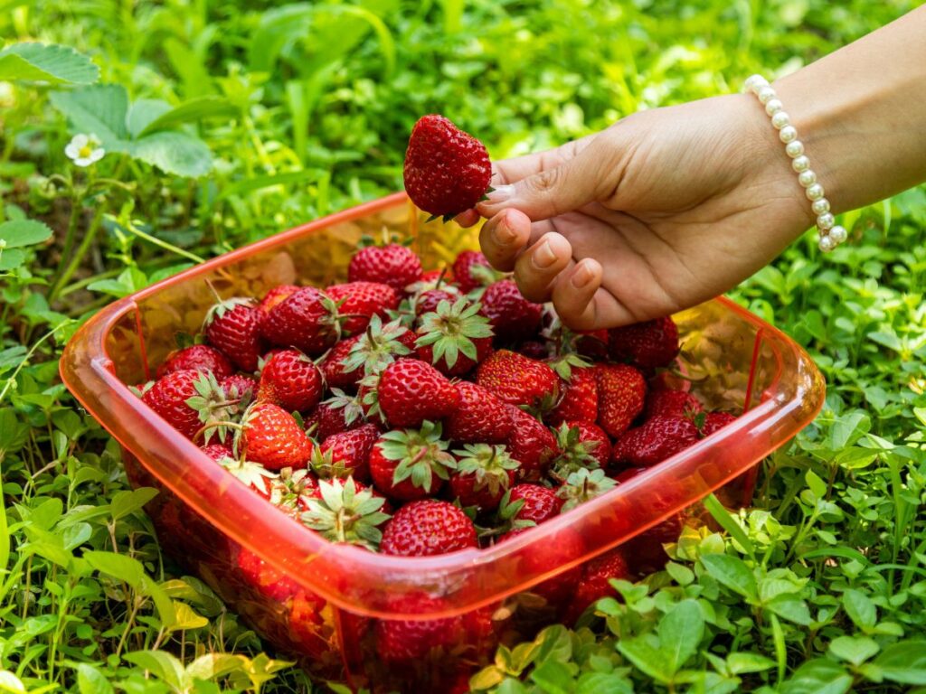 picking strawberry from basket