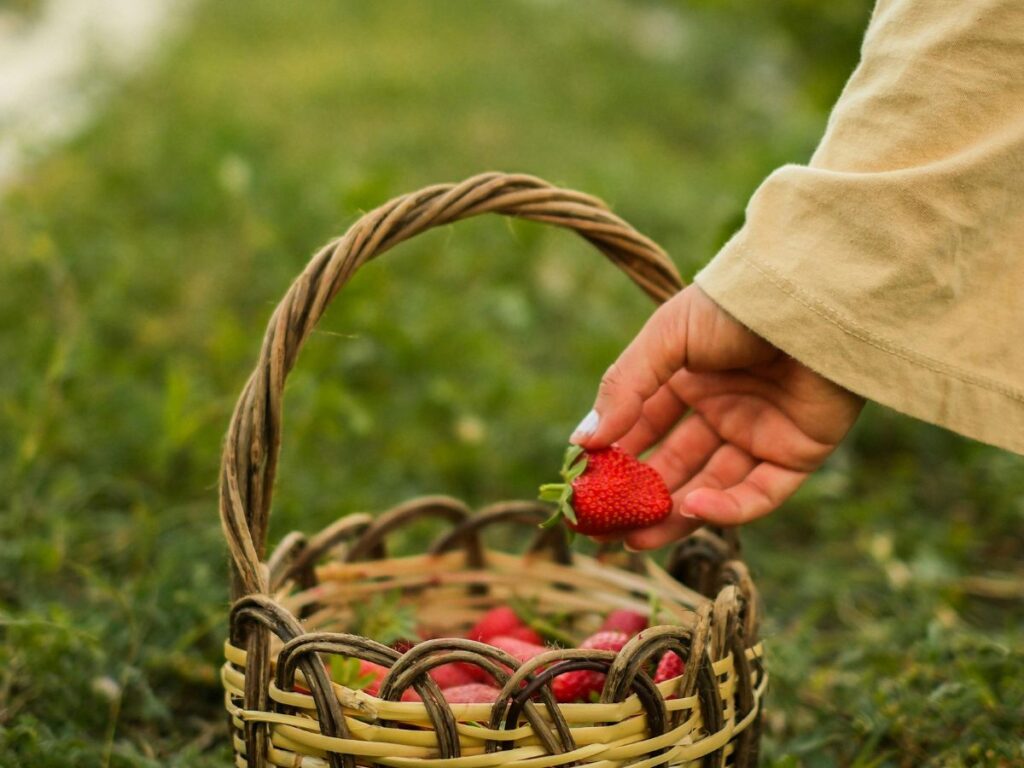 picking strawberry from basket