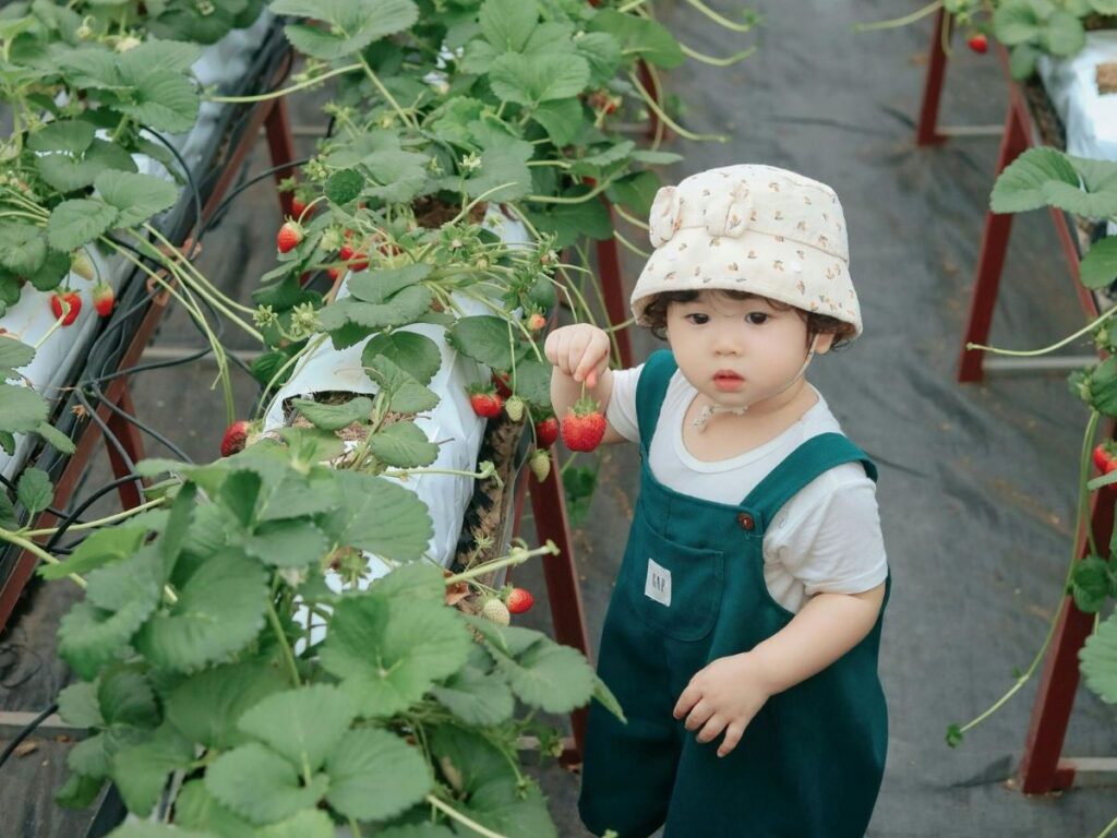 cute girl hand-picking strawberries