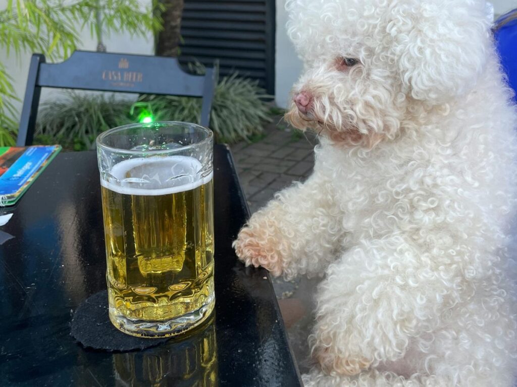 beer in front of dog