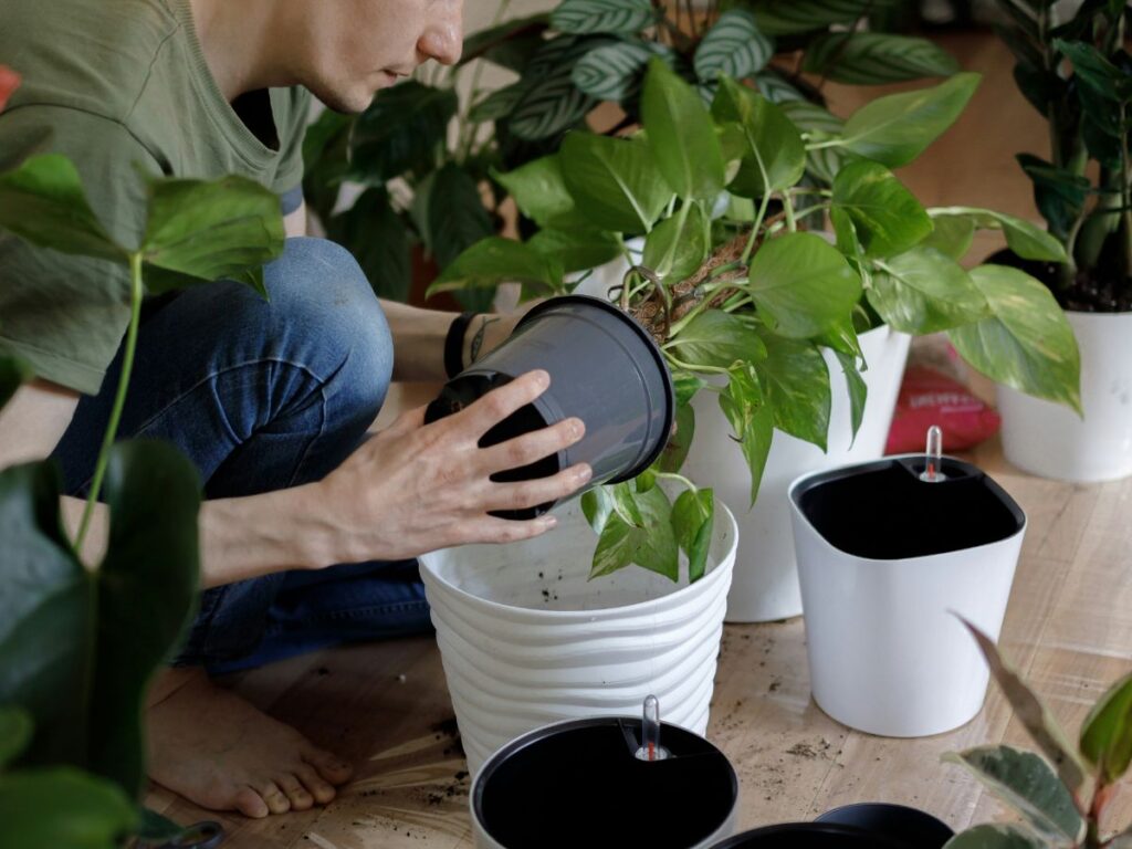 man potting plants