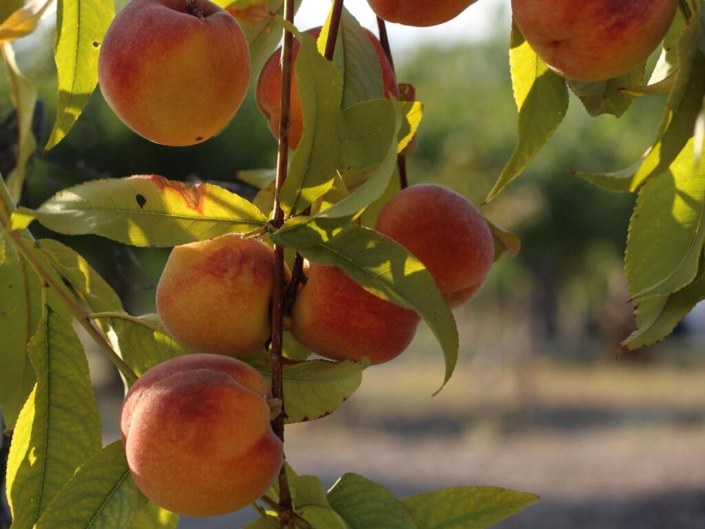 peaches hanging off  a tree