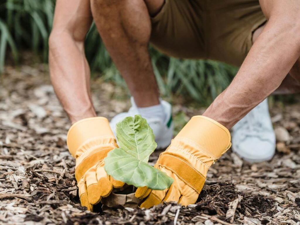 man planting a plant