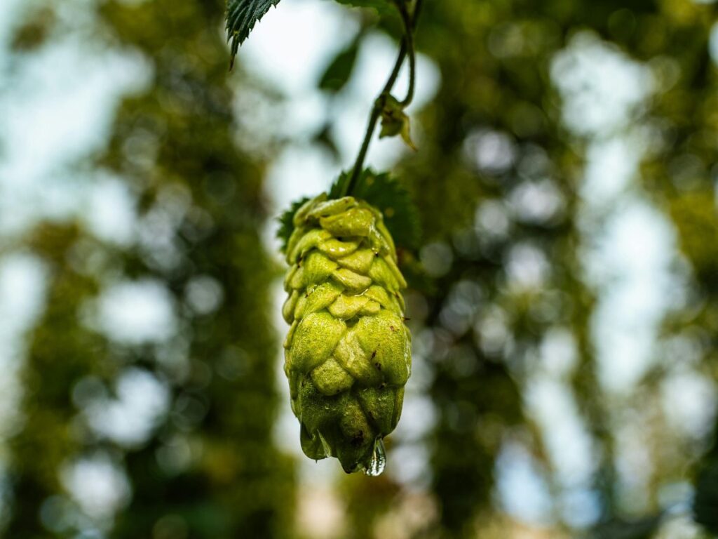 grapes hanging from a  vine