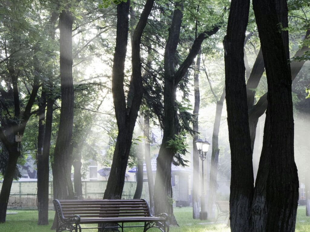 bench in park