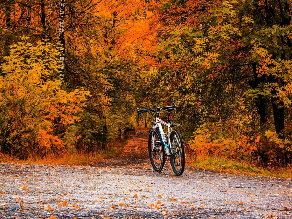 bicycle in a park