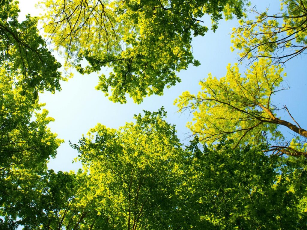 trees in a park