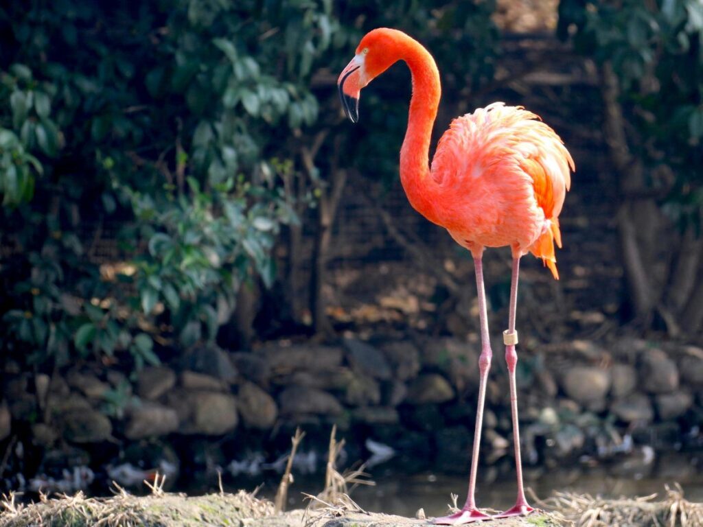 flamingo