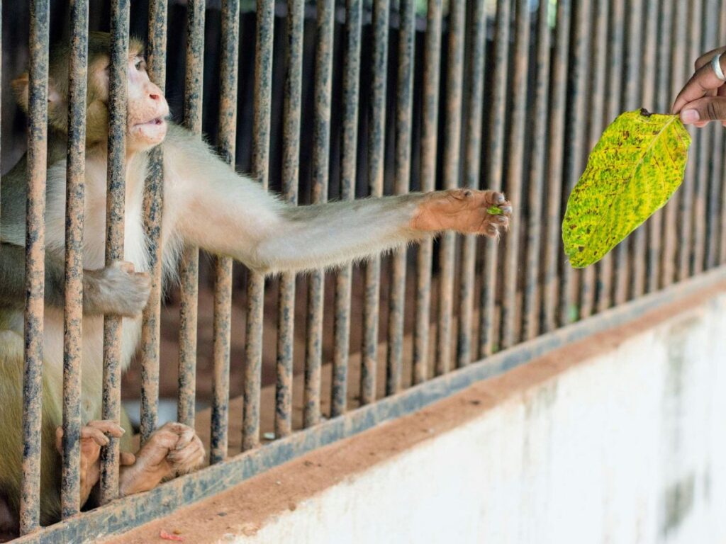 monkey receiving a leaf