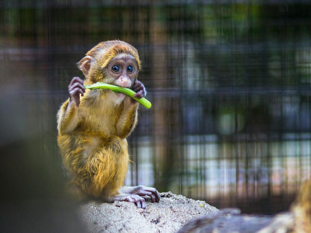 monkey eating bananas