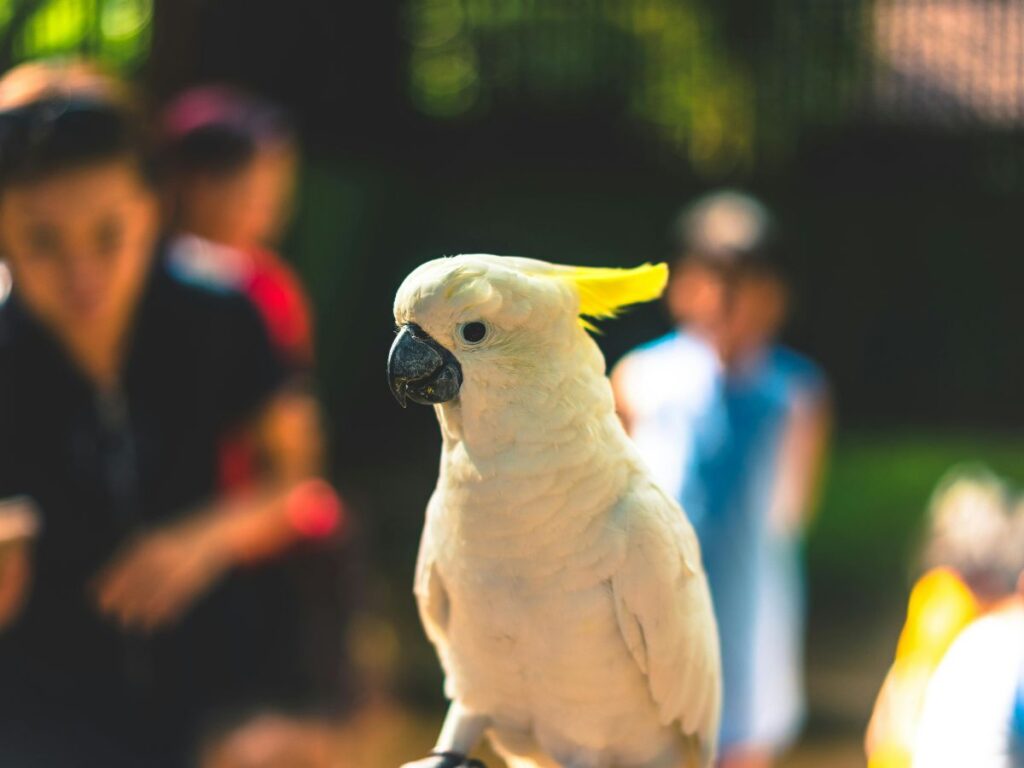 bird