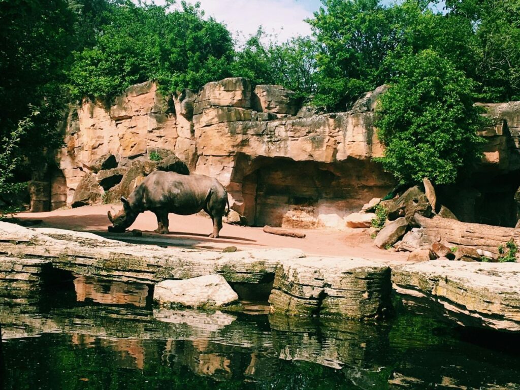 rhinoceros in a zoo