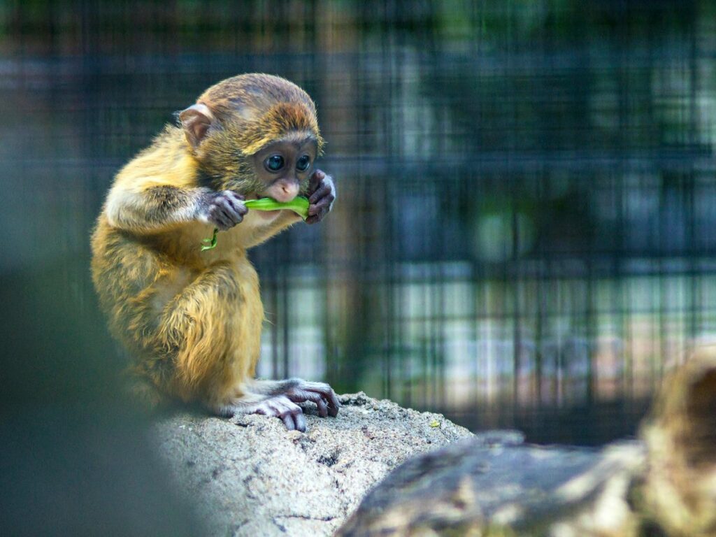 monkey
